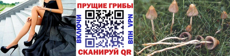 закладка  Вуктыл  Галлюциногенные грибы прущие грибы 